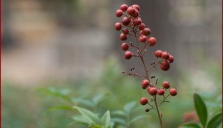 berries-correct