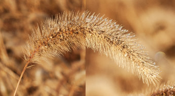macro-DOF1000