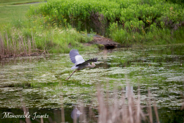 Great Grey Heron in Flight Bird Photography Memorable Jaunts Lifestyle Photographer Naperville Illinois