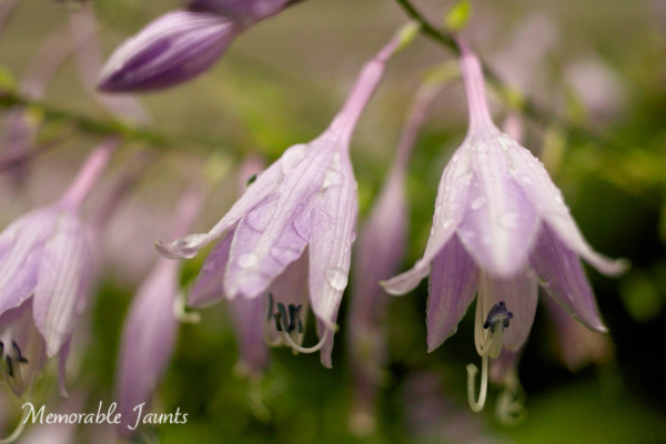 Macro Photography of Purple Flowers Memorable Jaunts Lifestyle Photographer Naperville Illinois