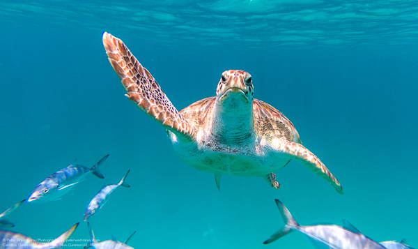 A hawksbill sea turtle (Eretmochelys imbricata) swims directly a