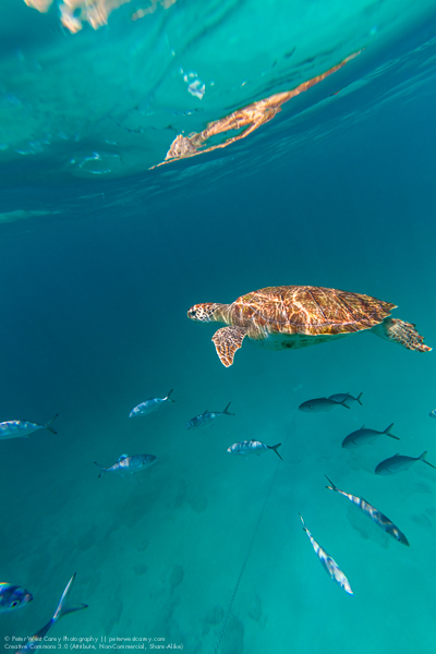 Peter-West-Carey-Barbados2014-0809-2376