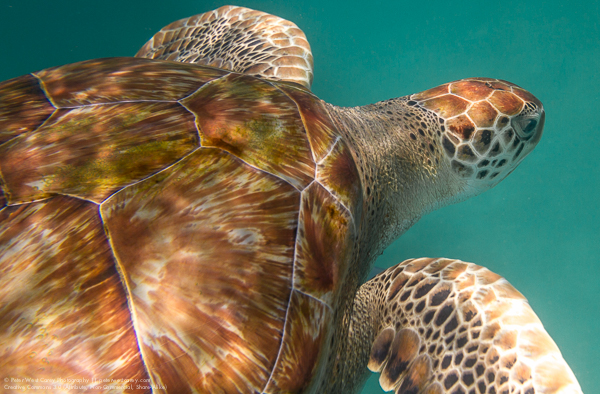 Peter-West-Carey-Barbados2014-0809-2553