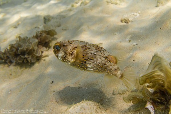 Peter-West-Carey-Barbados2014-0809-2912