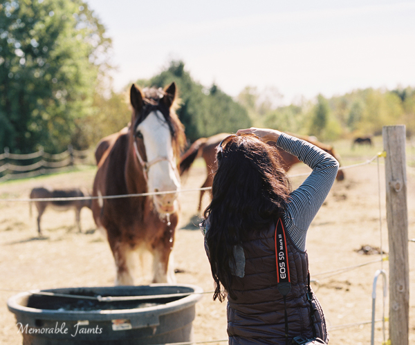 Photographing Horses on film during the slow season Memorable Jaunts