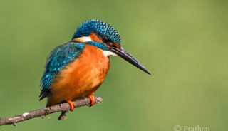 1-Common-Kingfisher-blue-bird-Bokeh-Effect-Bharatpur-Bird-Sanctuary-Keoladeo-National-Park-Nature-Wildlife-Bird-Photography-by-Prathap.jpg