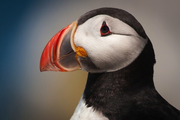 3 puffin