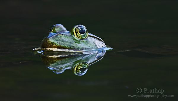 4 Perfect Reflection of Frog submerged in Water Nature Wildlife Bird Photography by Prathap