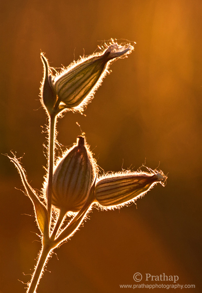 6 Painting with Light Art in Nature Backlit flowers in Golden Hours of Sunset Nature Wildlife Bird Photography by Prathap