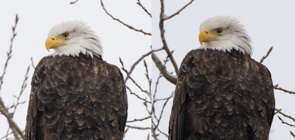 Image of Eagle on left was captured at 600mm and image on right was captured at 450mm. Image on right has a little more detail in the feathers.