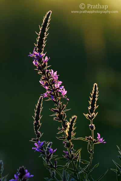 9 Backlit Flowers in Golden Hours in Sunset Rollins Savannas Forest Preserve Gryaslake IL Nature Macro Wildlife Bird Photography by Prathap