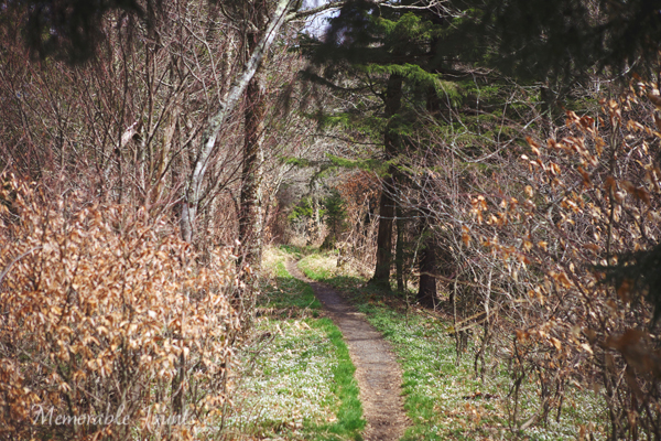 Solo Hiking in the Appalachian Trail in Great Smoky Mountain National Park USA