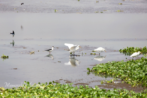 Bird Photography in Chennai India