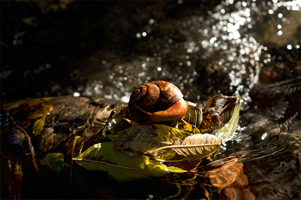 4 Lighting Effects You Can Create in Photoshop 6 Snail animated gif