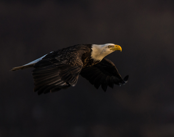 Flying into the Sunset  Focal Length: 600mm 1/1000 of second, f/6.3 with ISO 400