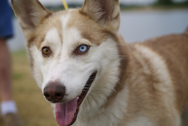 I was able to snap a few photos of this husky by holding my thumb down on the back button to continually adjust the focus, and pressing the shutter to snap photos whenever I wanted.