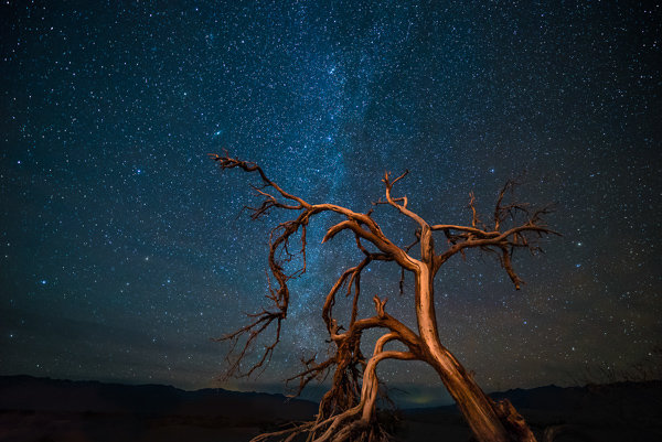 An ages old mesquite tree looking up at one of the darkest rated night skies in America. 