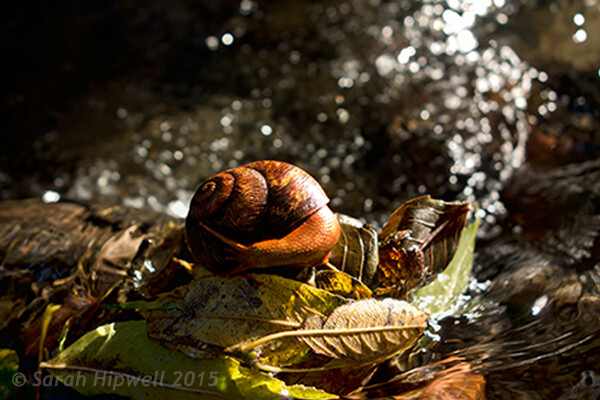 4 Lighting Effects You Can Create in Photoshop 4 snail