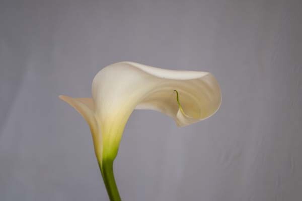 1-lily-texture-original