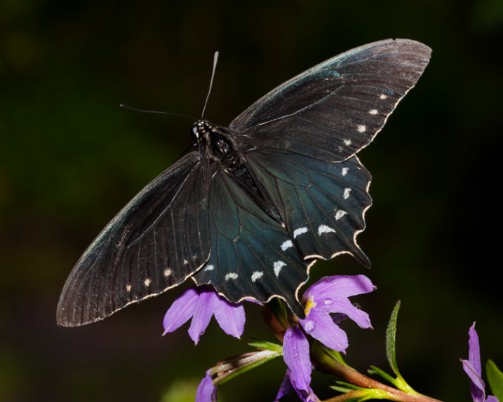 1_butterfly_with_flash