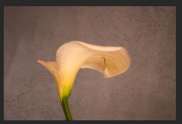 5-lily-texture-original