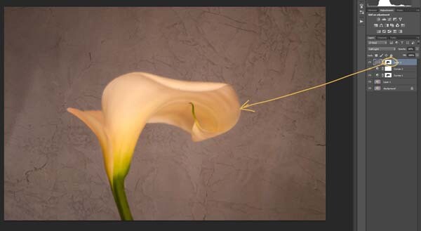 6-lily-texture-original