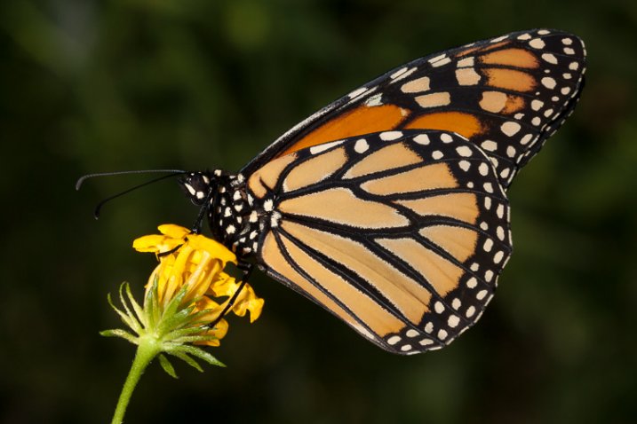 6_butterfly_background