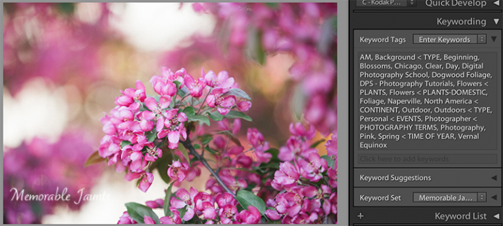 Descriptive and Specific Keywords assigned to an image in Lightroom