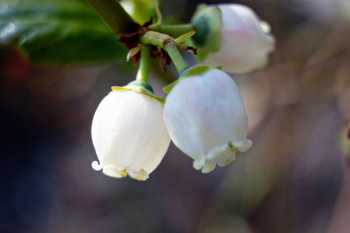 This image was taken with an 18-55mm kit lens + manual extension tubes.