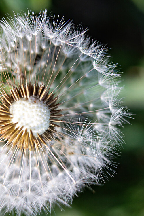 This image was taken with an 18-55mm kit lens + manual extension tubes.