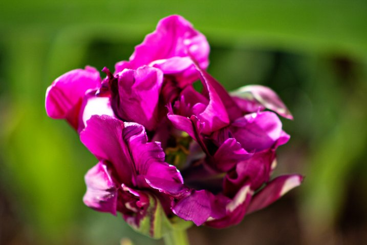 DoubleTulip