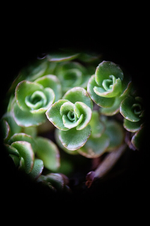 Another instance of a 50mm lens being hand-held in reverse up to an 18-55mm kit lens. Note the major vignetting in this image--that was straight out of camera.