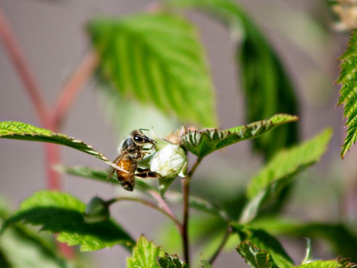 Pollinator