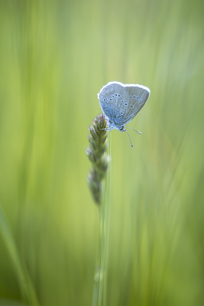 http://digital-photography-school.com/wp-content/uploads/2015/04/butterfly-2.jpg