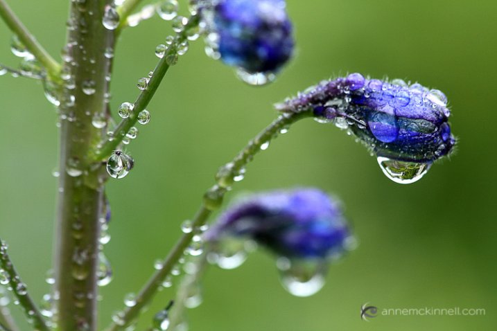 Rain drops on flowers by Anne McKinnell