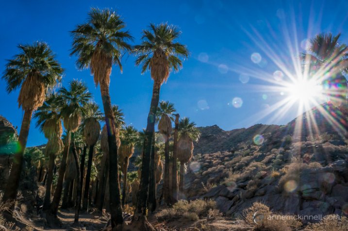 Palm Canyon Sunburst by Anne McKinnell