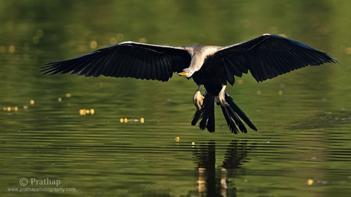 Oiseaux à Photographie Vol