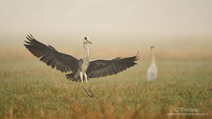 http://digital-photography-school.com/wp-content/uploads/2015/05/4-Grey-Heron-in-Flight-Best-Tips-for-Photographing-Birds-in-Flight-Bird-Photography-by-Prathap1-717x403.jpg