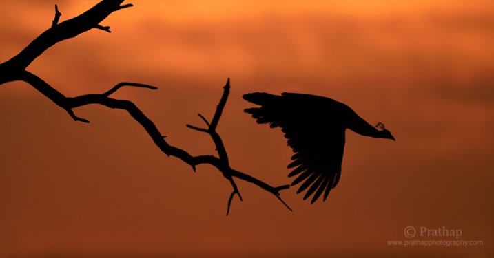 Oiseaux à Photographie Vol