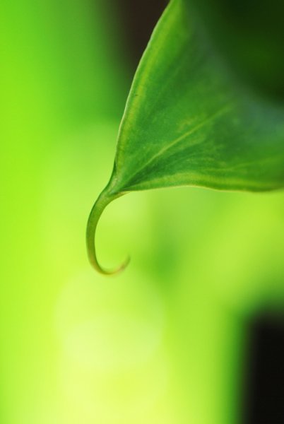 Abstract of a lily leaf