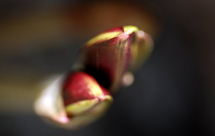 Buds about to bloom