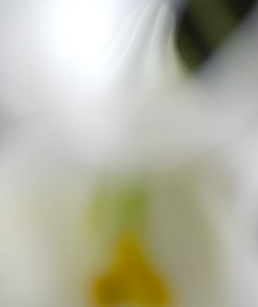 Abstract close up of a lily