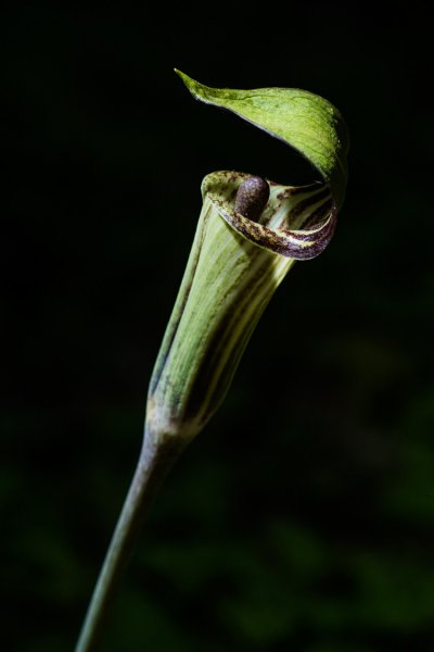 Found this in the under growth in my backyard. Because of very low light I add a off camera flash set to low power on the side. I wanted to add some light to the top so I used my hat to reflect some of the light from the flash to the top of the plant.