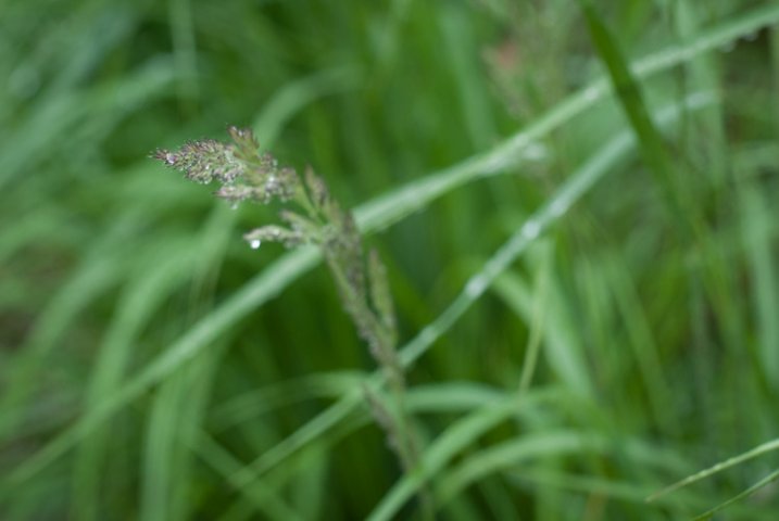 grass