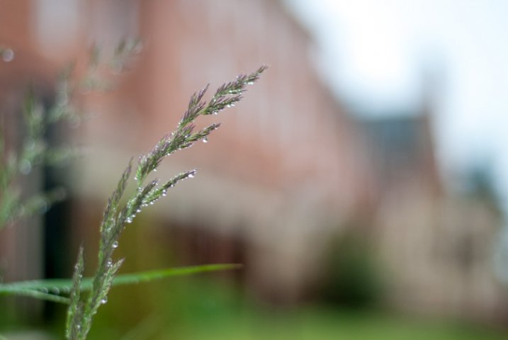 grass-building