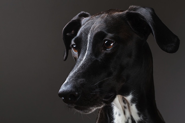 Greyhounddalmatian john mcintire photography 0795