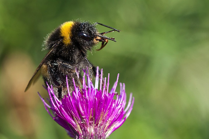 Pollencoveredbee750
