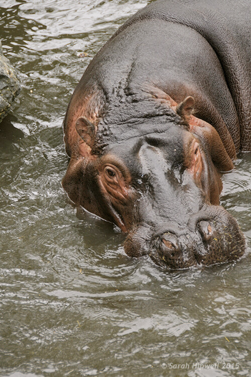 Hippo-correct-exposure