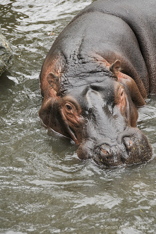 Hippo-curves-screen