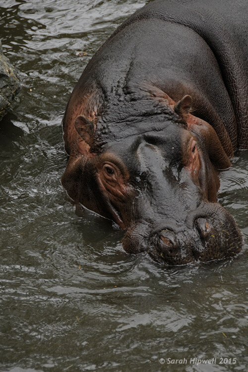 Hippo-underexposed